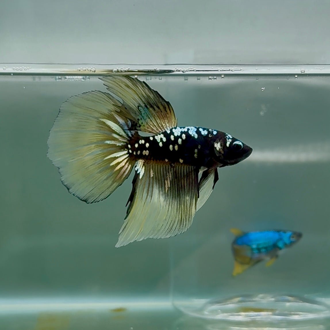 Betta Macho Tigre Koi Cola de Corona #Au57