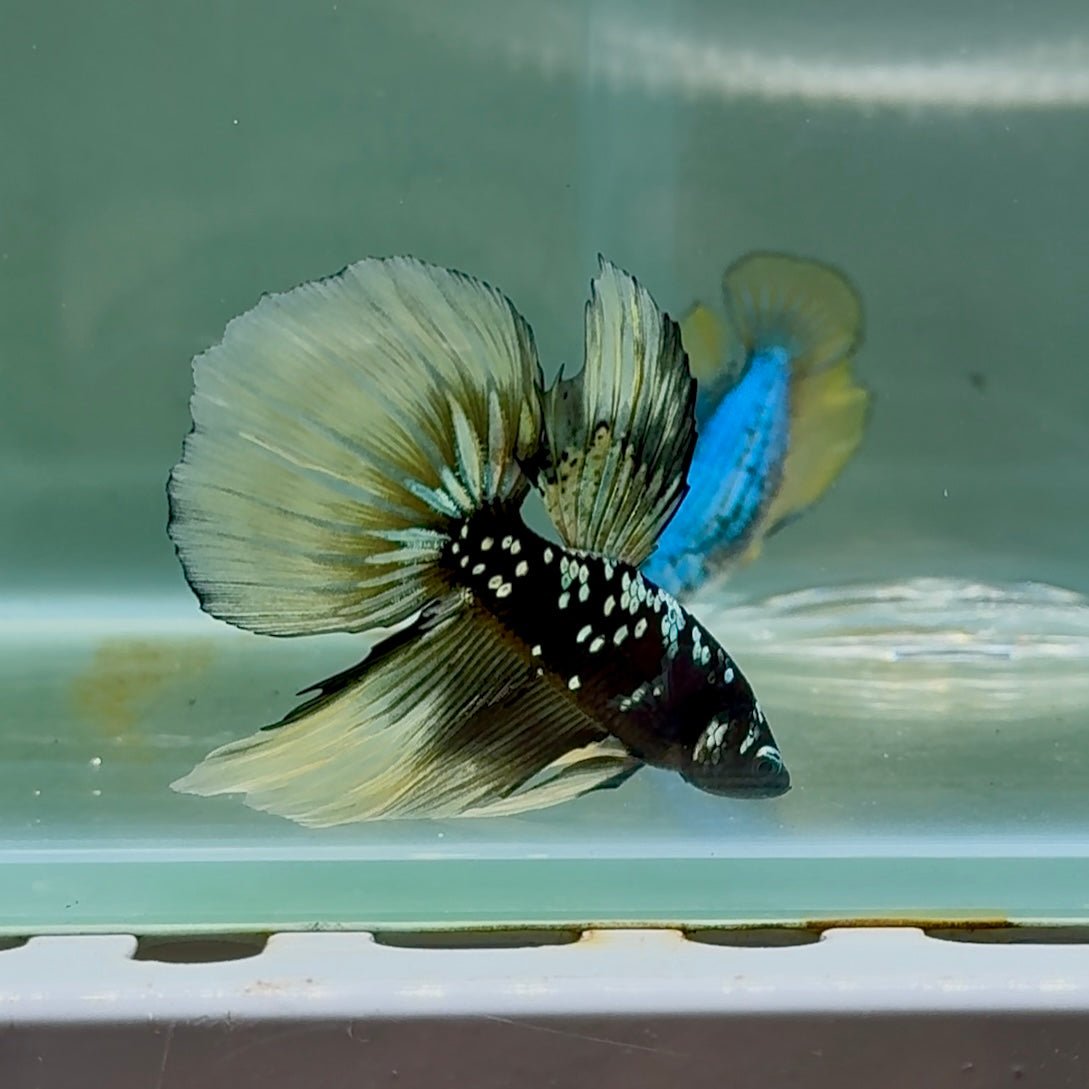 Betta Macho Tigre Koi Cola de Corona #Au57