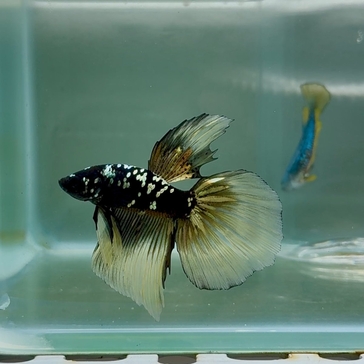 Betta Macho Tigre Koi Cola de Corona #Au57