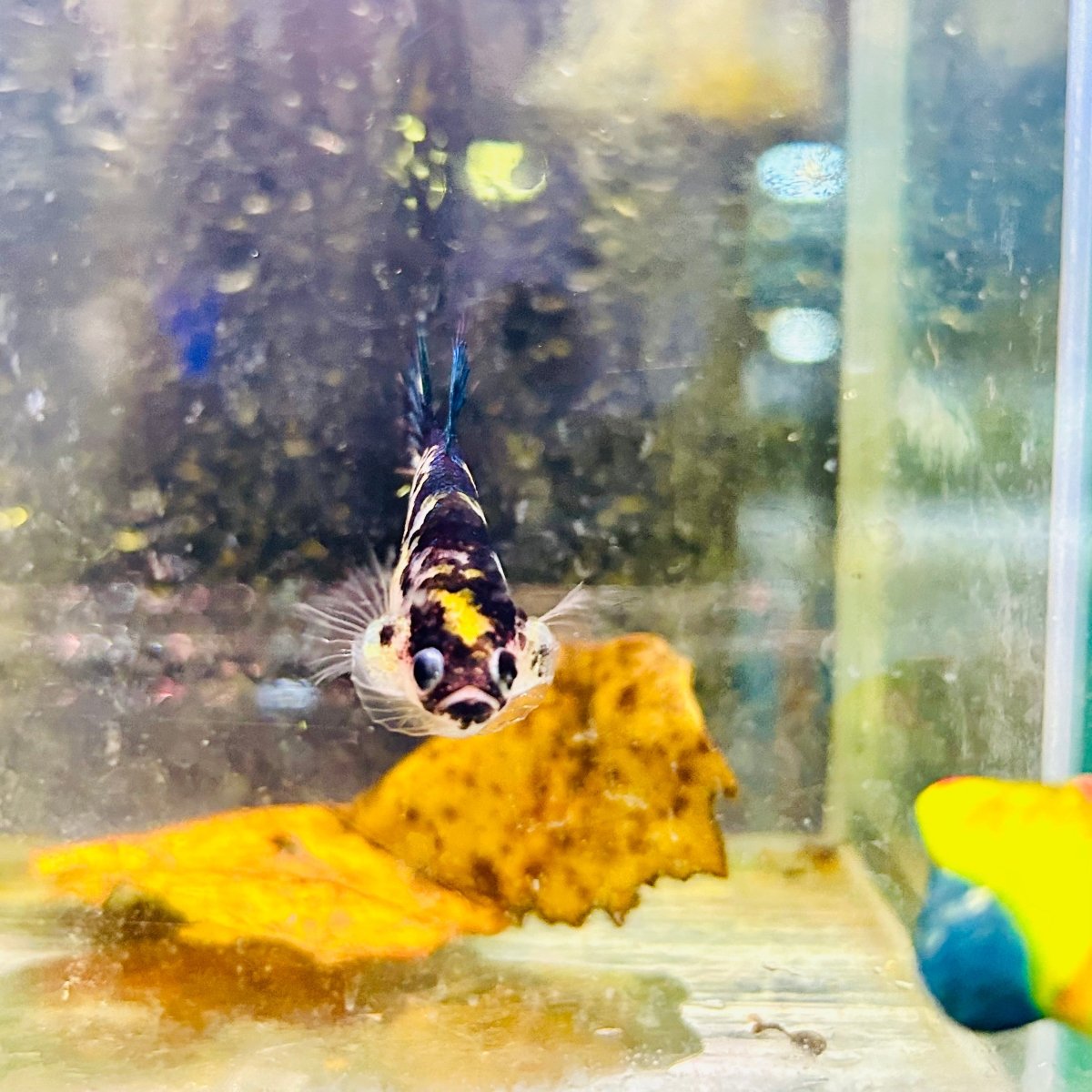 Crowntail Koi Yellow Tiger Female Betta #Au50
