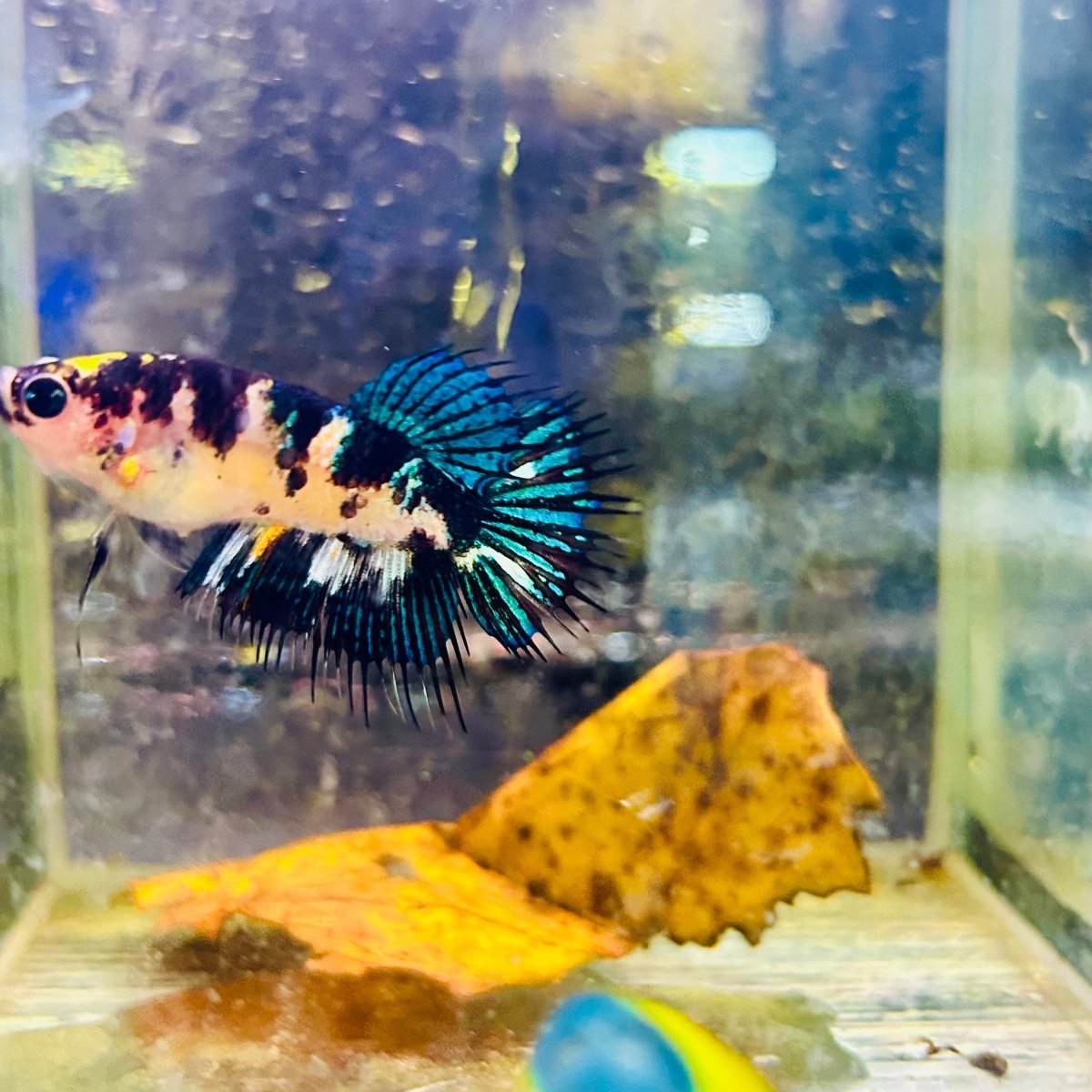 Crowntail Koi Yellow Tiger Female Betta #Au50