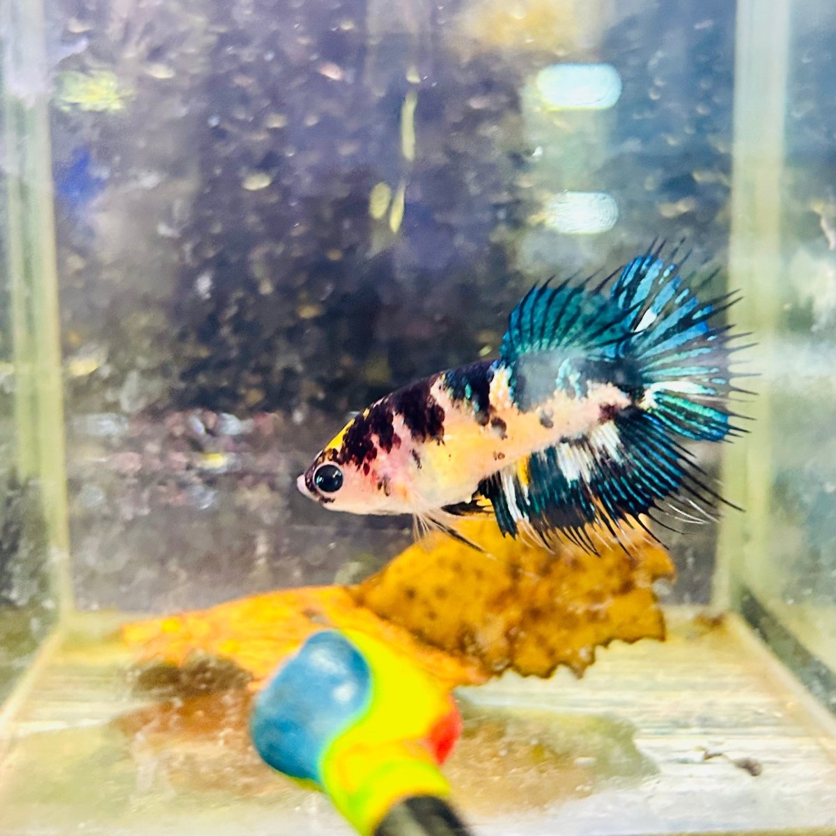 Crowntail Koi Yellow Tiger Female Betta #Au50