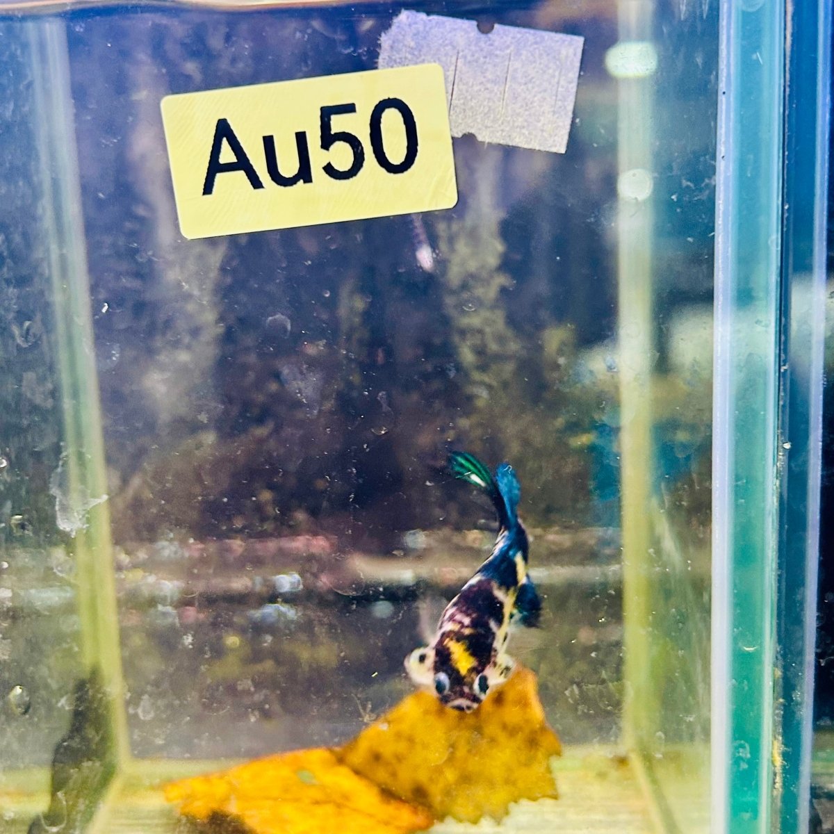 Crowntail Koi Yellow Tiger Female Betta #Au50