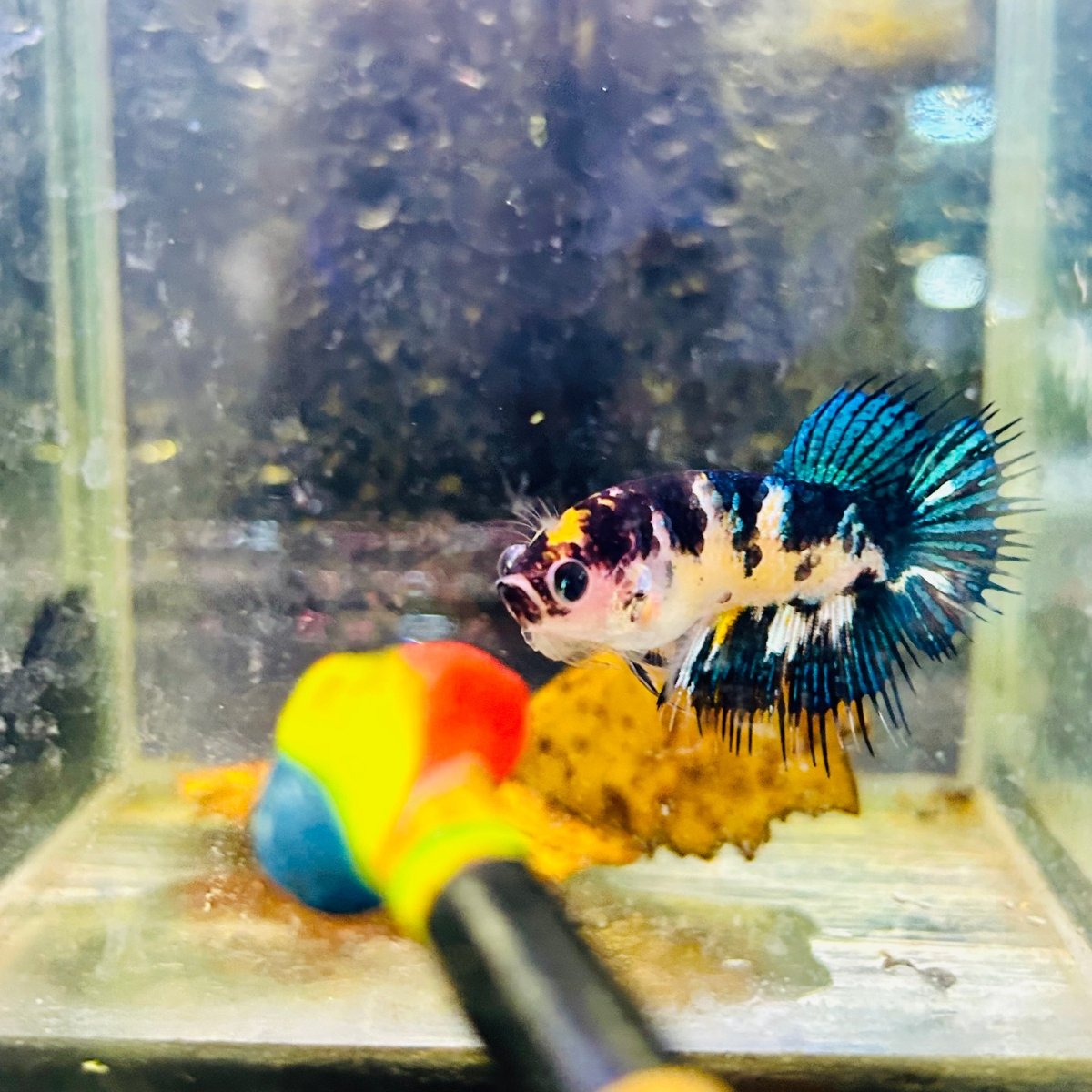 Crowntail Koi Yellow Tiger Female Betta #Au50