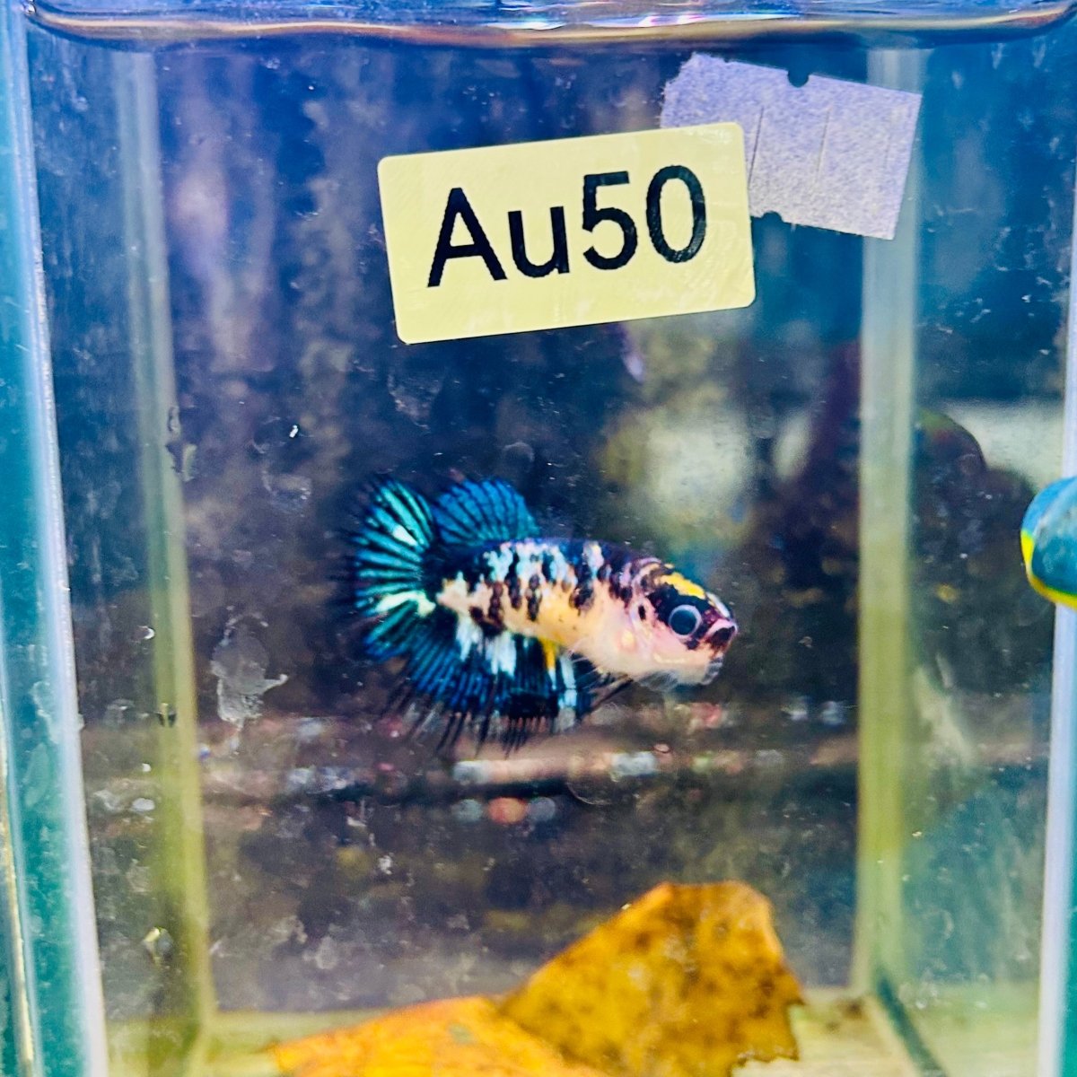 Crowntail Koi Yellow Tiger Female Betta #Au50