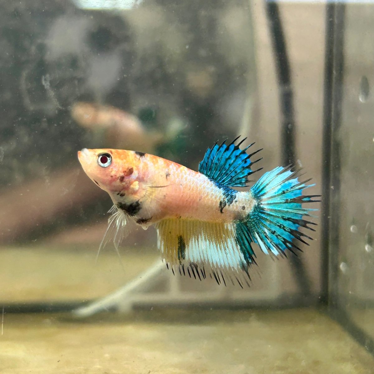 Crowntail Metallic Koi Female Betta D01