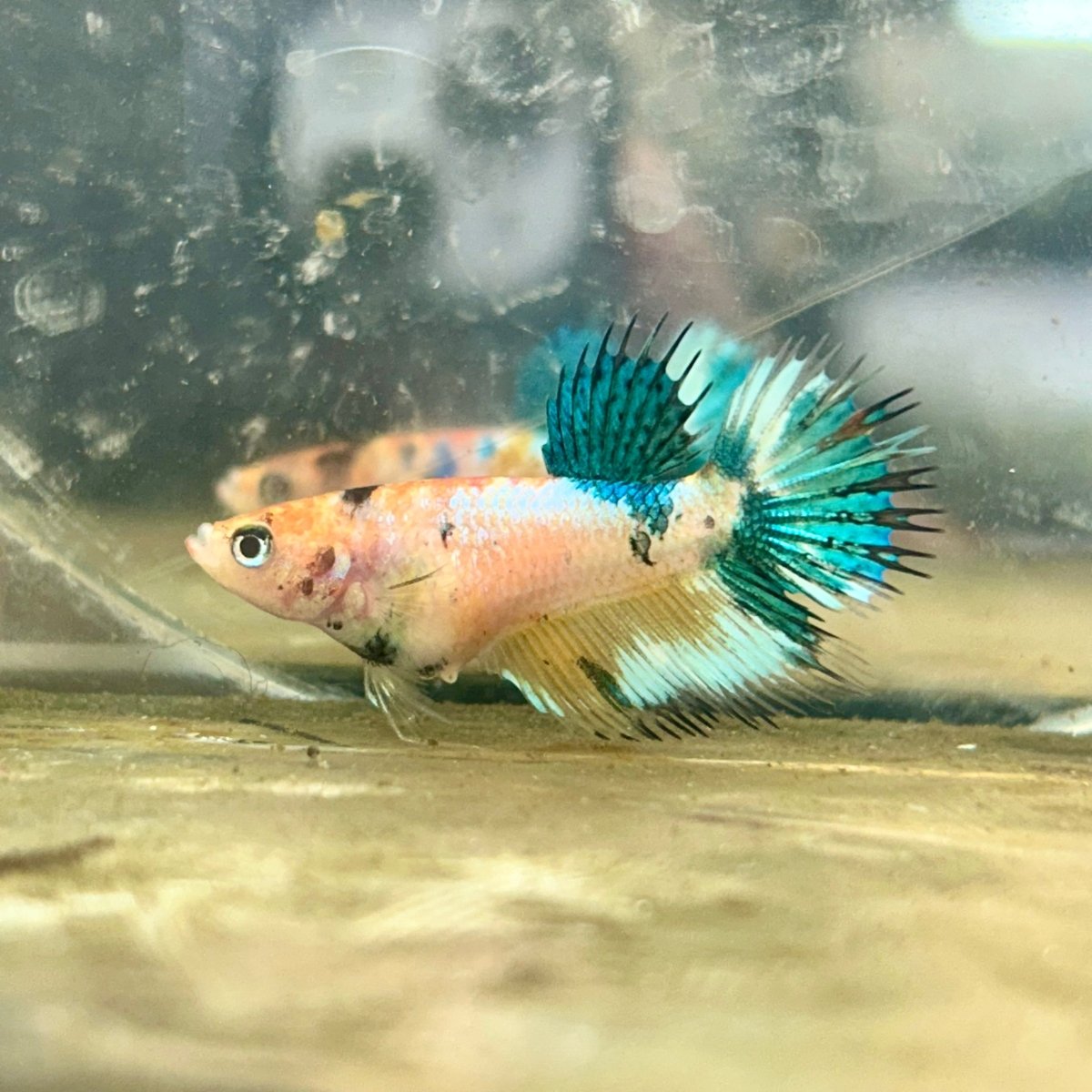 Crowntail Metallic Koi Female Betta D01