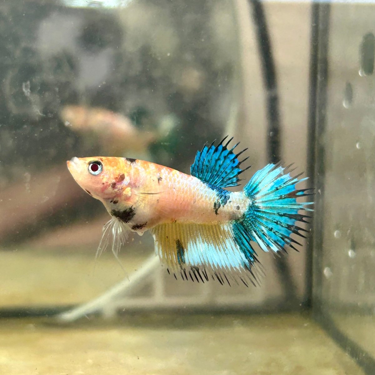Crowntail Metallic Koi Female Betta D01