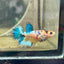 Crowntail Metallic Koi Female Betta D01