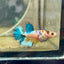 Crowntail Metallic Koi Female Betta D01