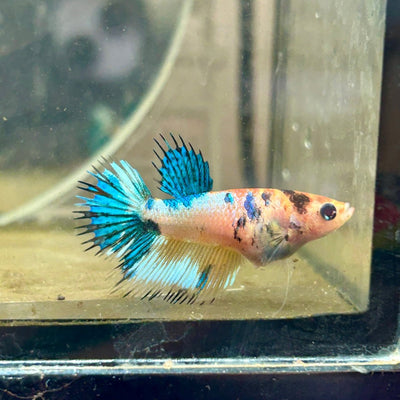 Crowntail Metallic Koi Female Betta D01