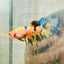 Crowntail Multicolor Koi Female Betta 072