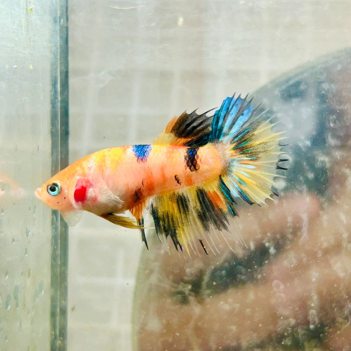 Crowntail Multicolor Koi Female Betta 072