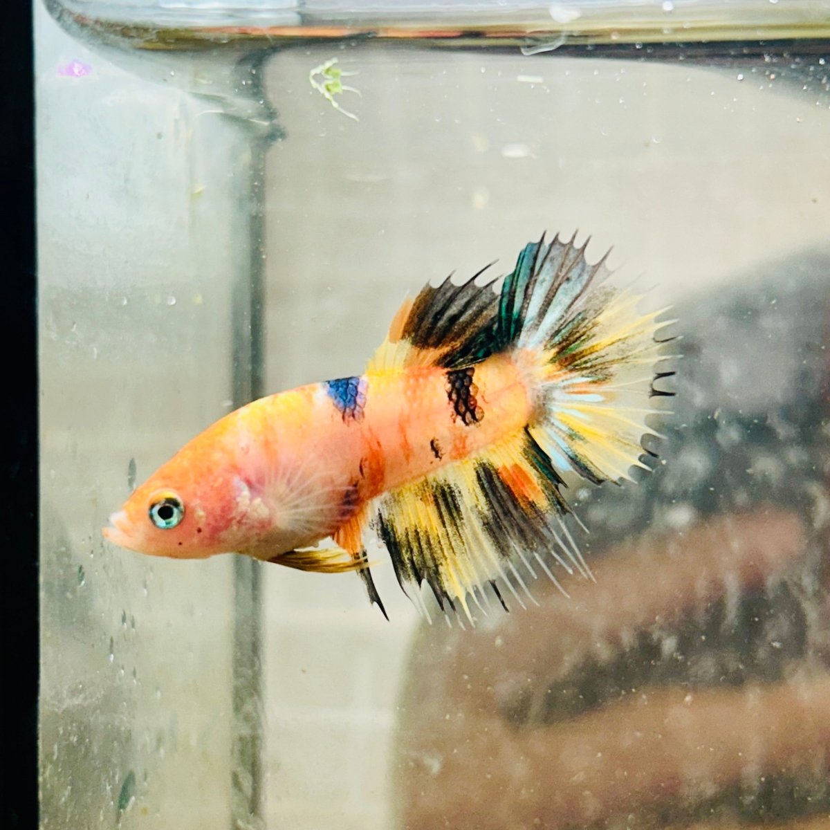 Crowntail Multicolor Koi Female Betta 072