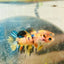 Crowntail Multicolor Koi Female Betta 072