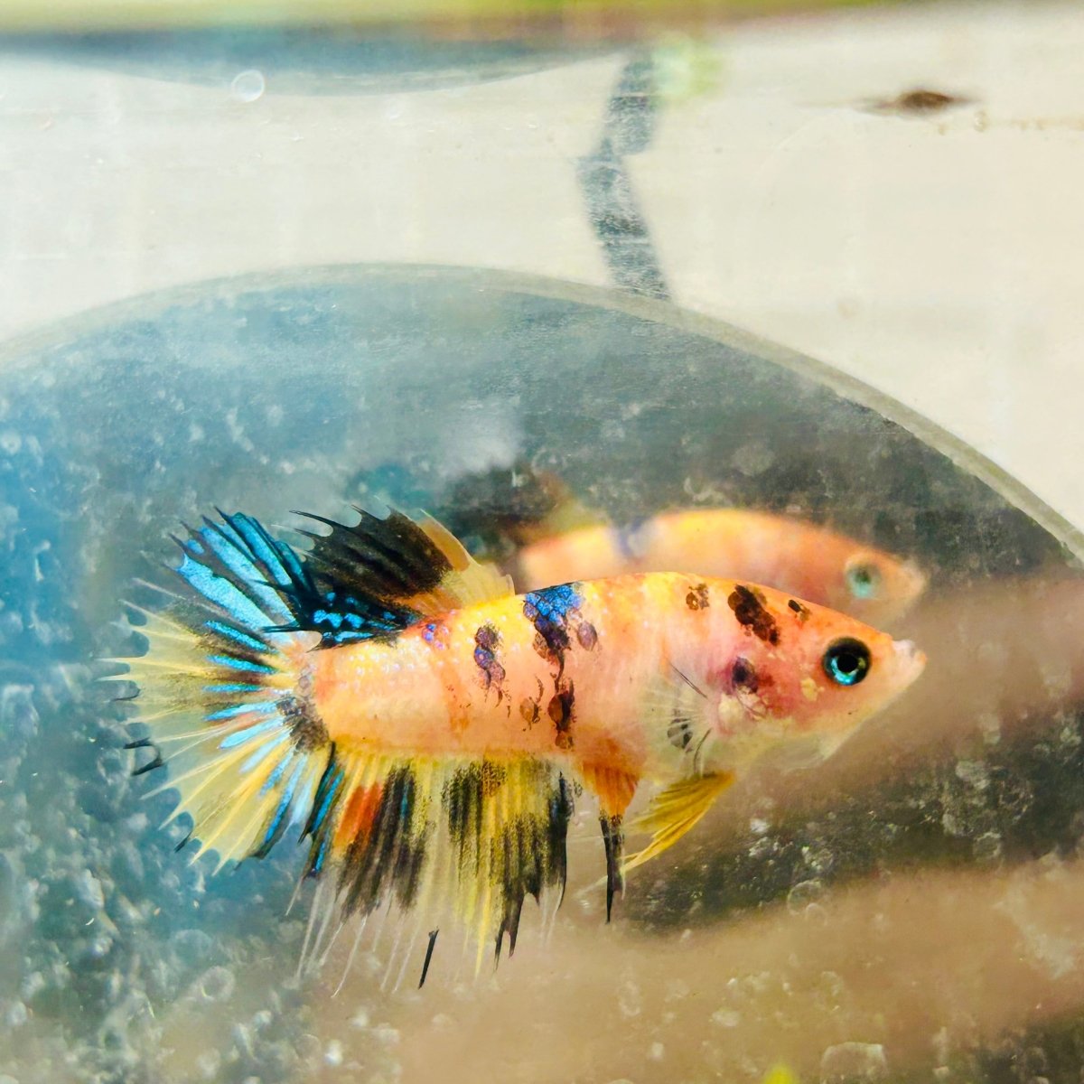 Crowntail Multicolor Koi Female Betta 072