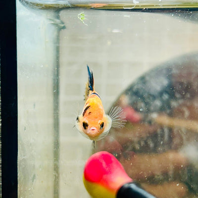 Crowntail Multicolor Koi Female Betta 072