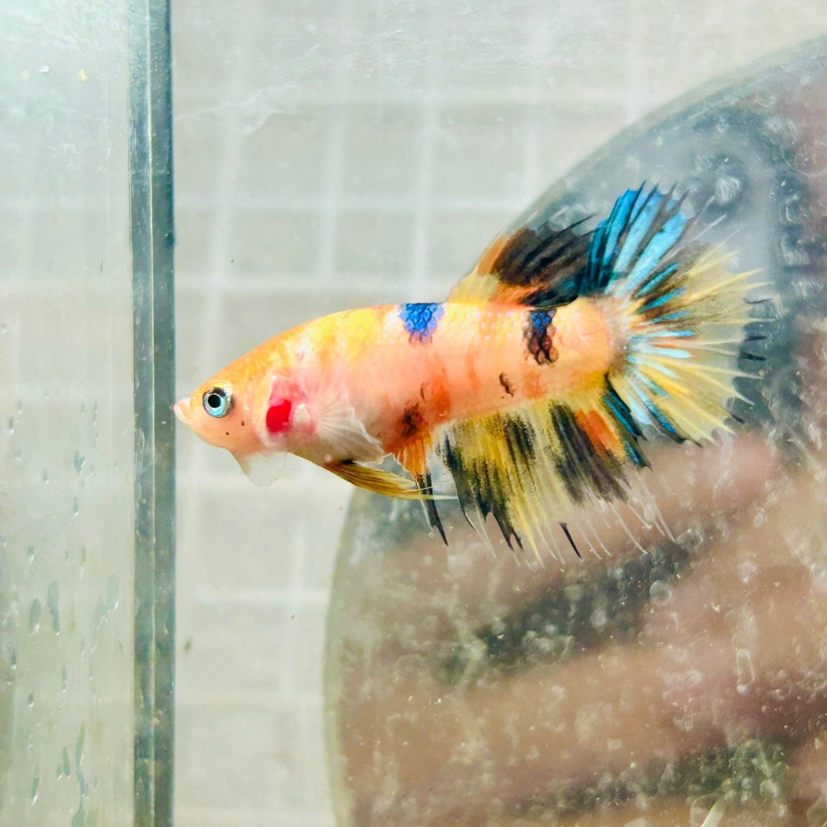 Crowntail Multicolor Koi Female Betta 072