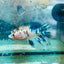 Crowntail Multicolor Koi - Female Betta 114 Female betta