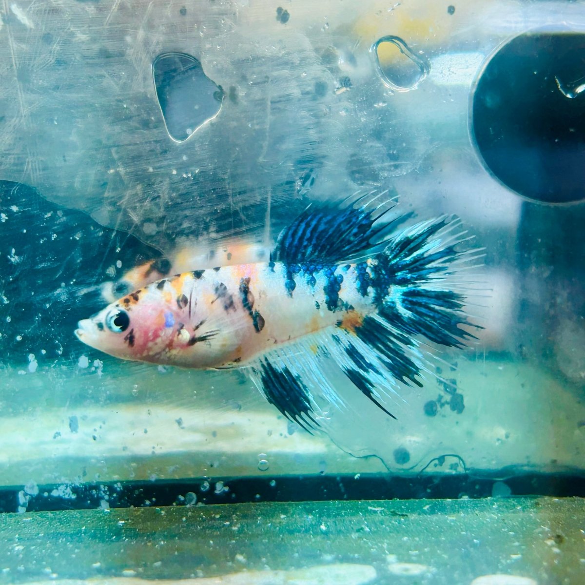 Crowntail Multicolor Koi - Female Betta 114 Female betta