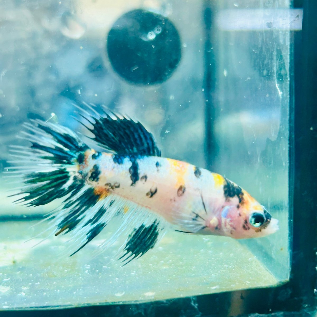 Crowntail Multicolor Koi - Female Betta 114 Female betta