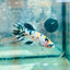 Crowntail Multicolor Koi - Female Betta 114 Female betta