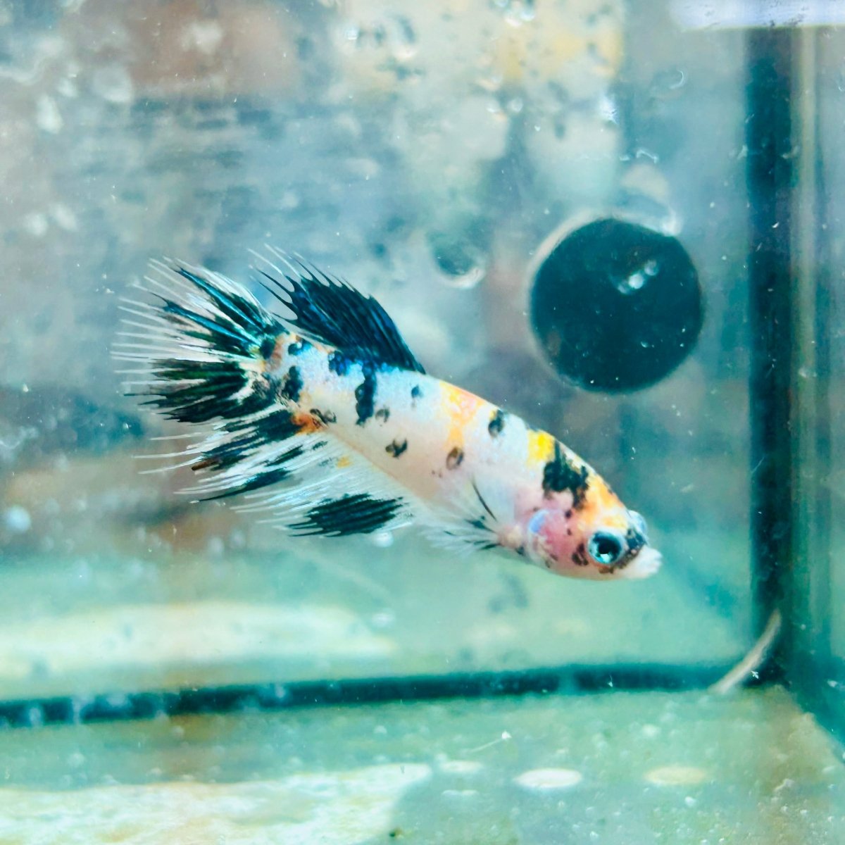Crowntail Multicolor Koi - Female Betta 114 Female betta