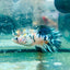 Crowntail Multicolor Koi - Female Betta 114 Female betta