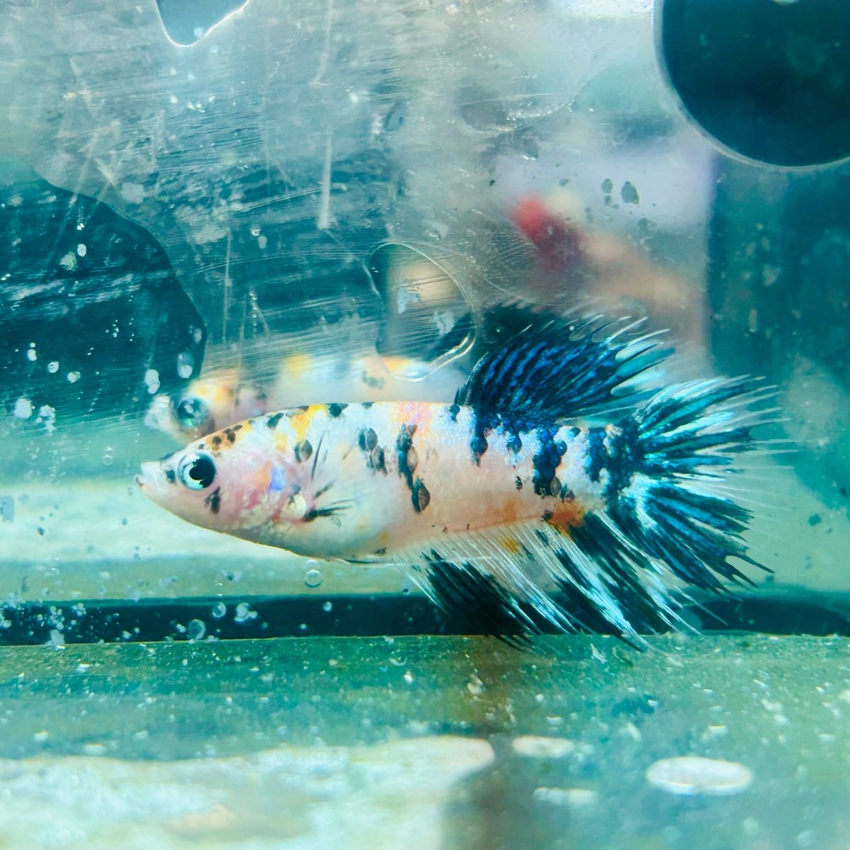 Crowntail Multicolor Koi - Female Betta #114