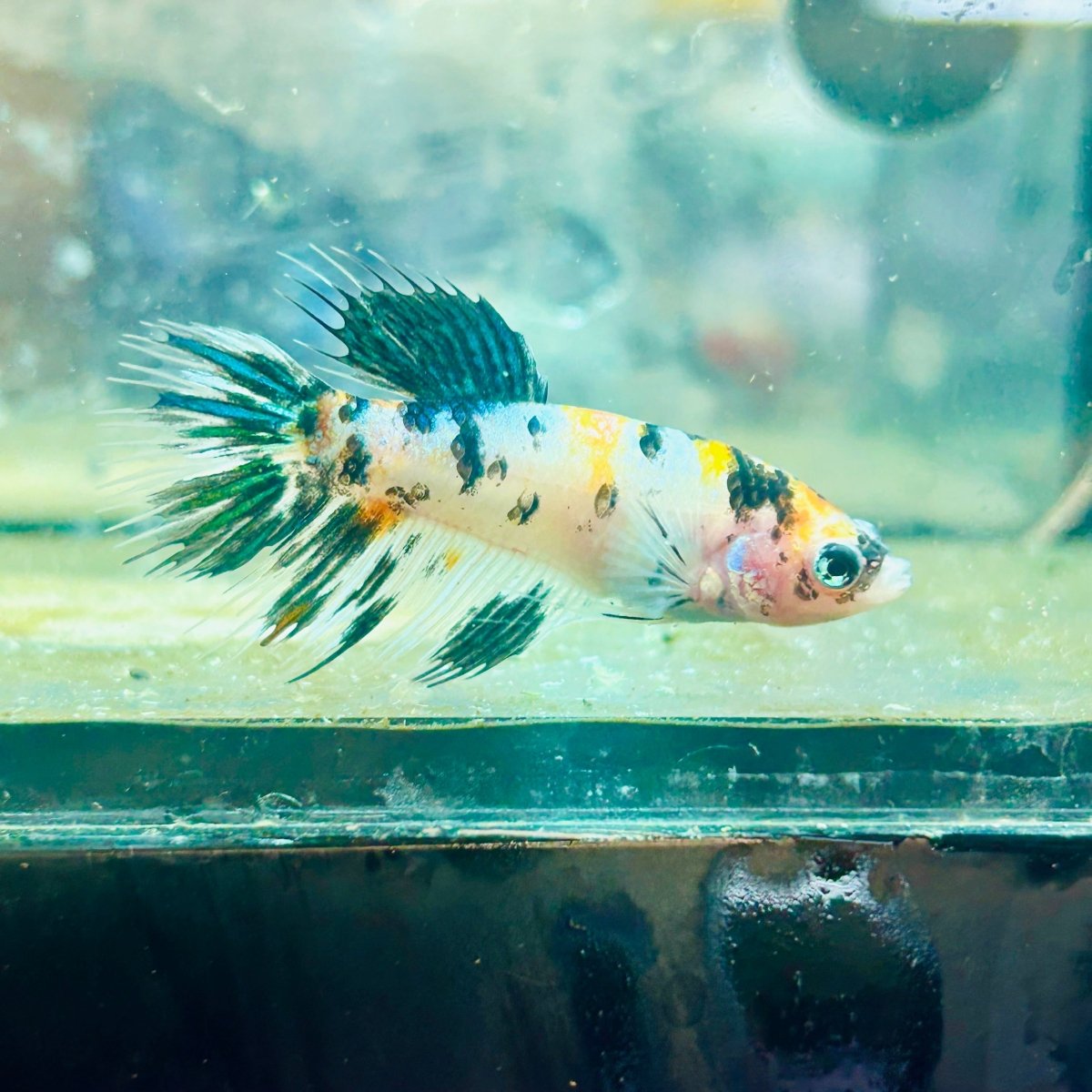 Crowntail Multicolor Koi - Female Betta #114