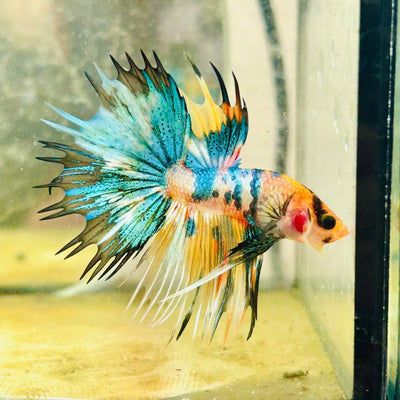 Crowntail Multicolor Koi Male Betta 139