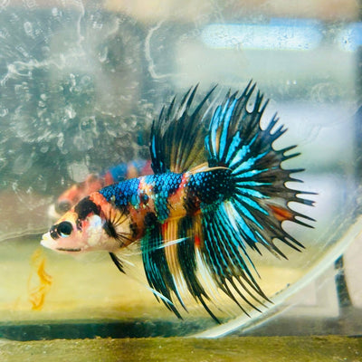 Crowntail Multicolor Male Betta 043