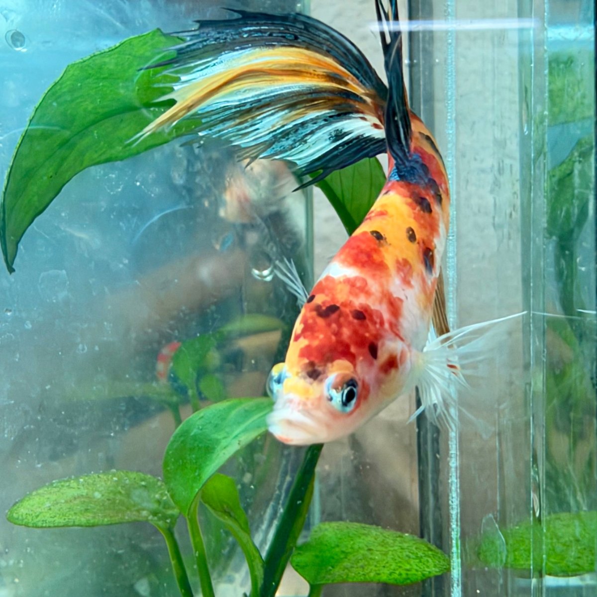 Betta macho Crowntail Orange Koi n.º 171