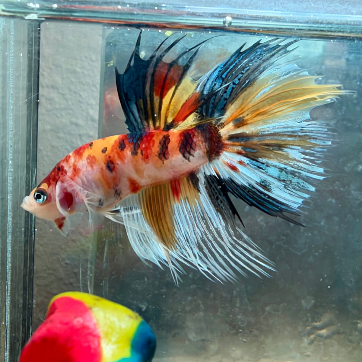 Betta macho Crowntail Orange Koi n.º 171