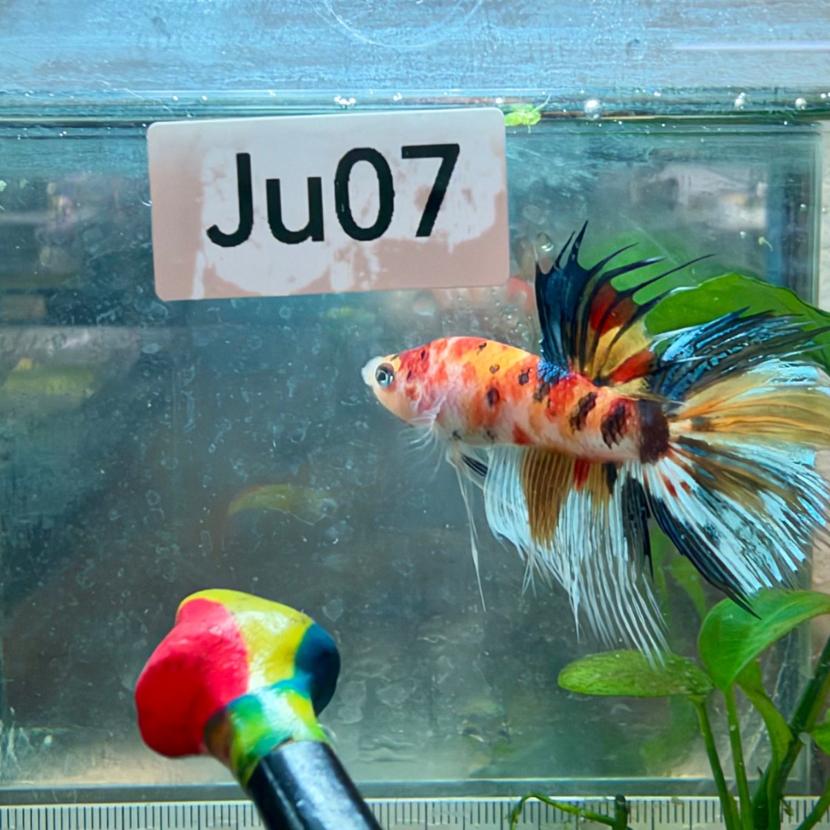 Betta macho Crowntail Orange Koi n.º 171