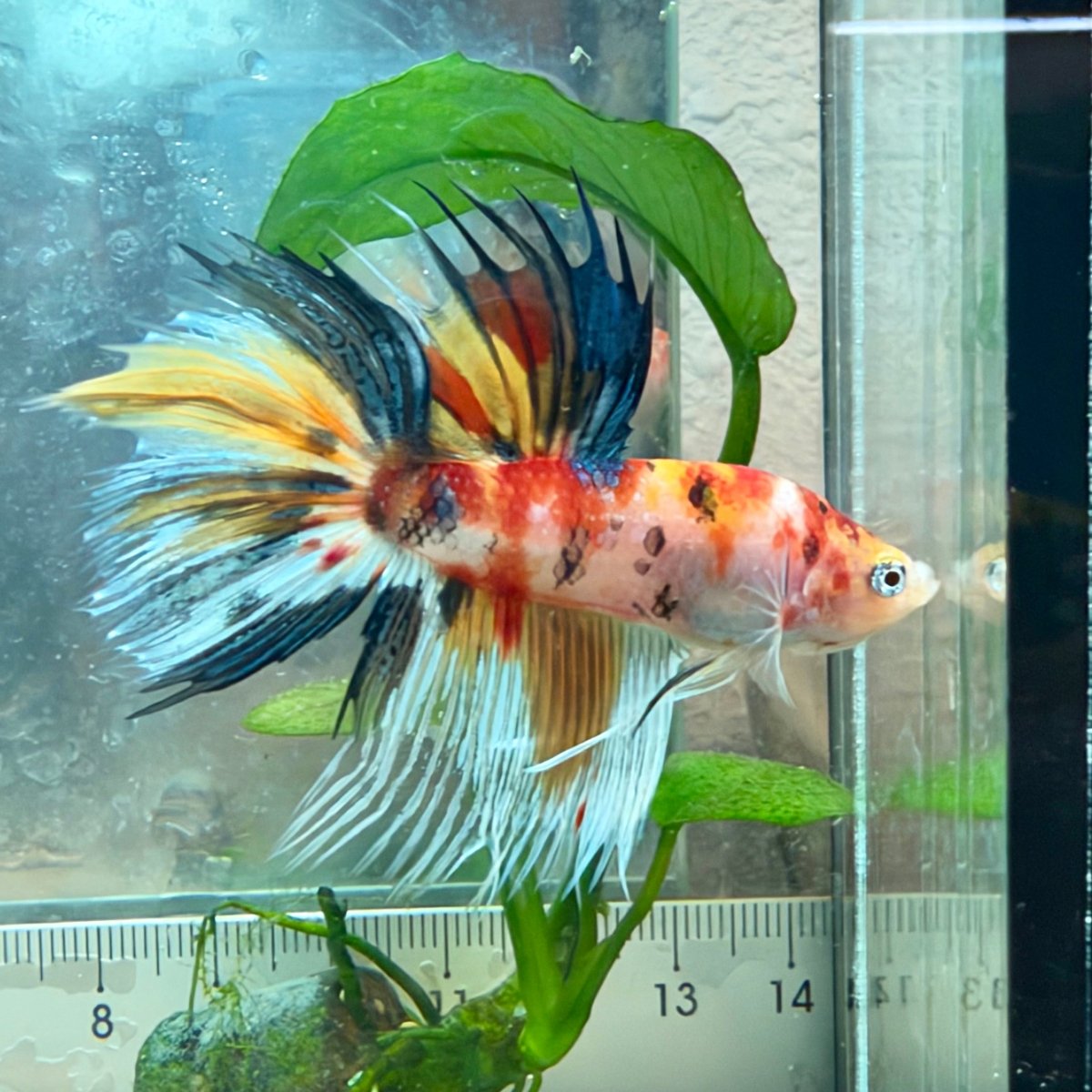 Betta macho Crowntail Orange Koi n.º 171
