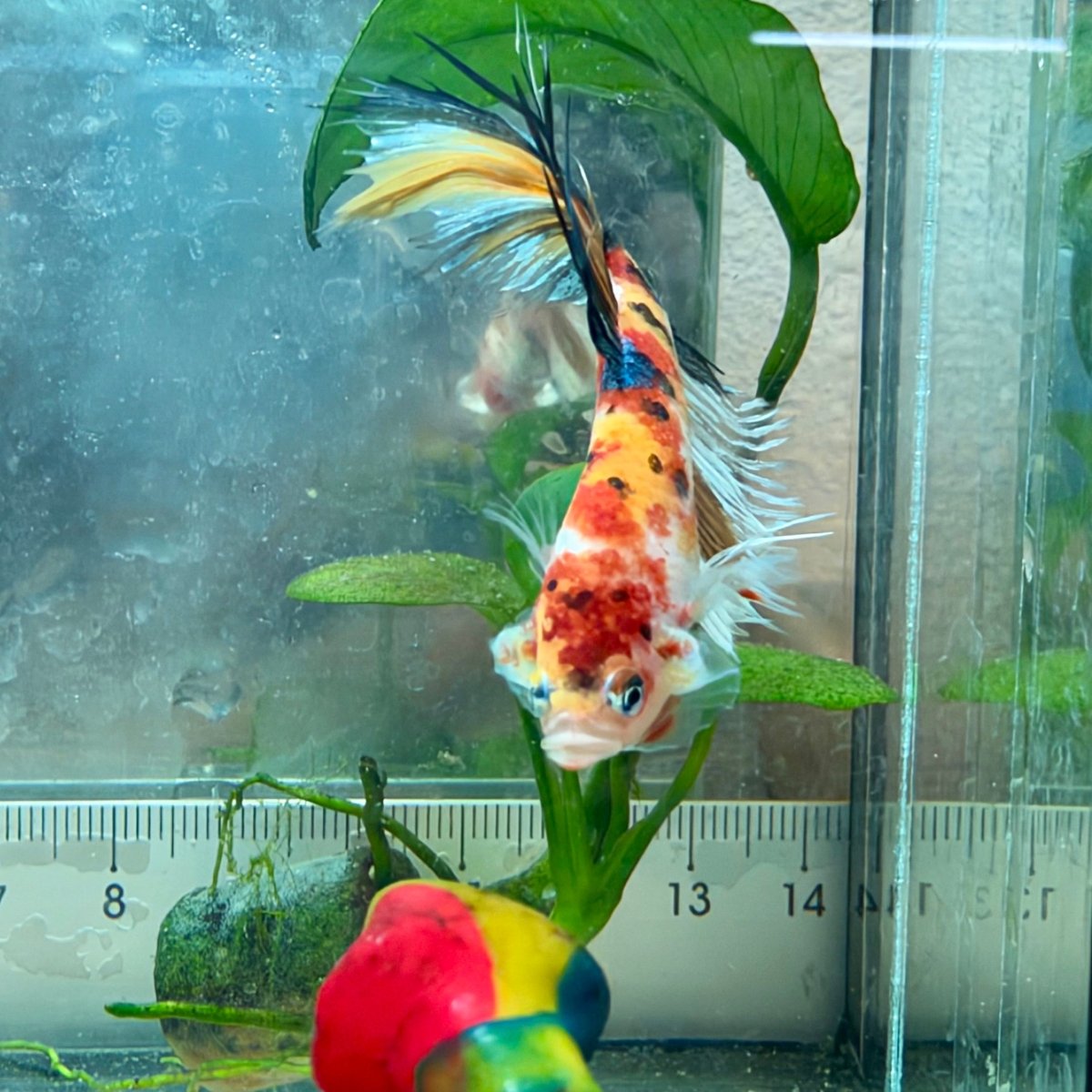 Betta macho Crowntail Orange Koi n.º 171