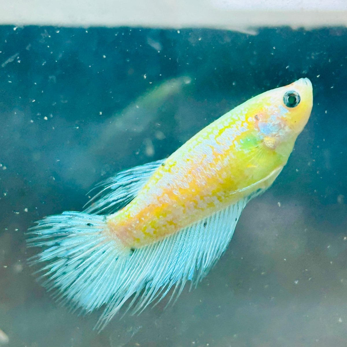 Crowntail Neon Green Female Betta