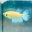Crowntail Neon Green Female Betta Female betta