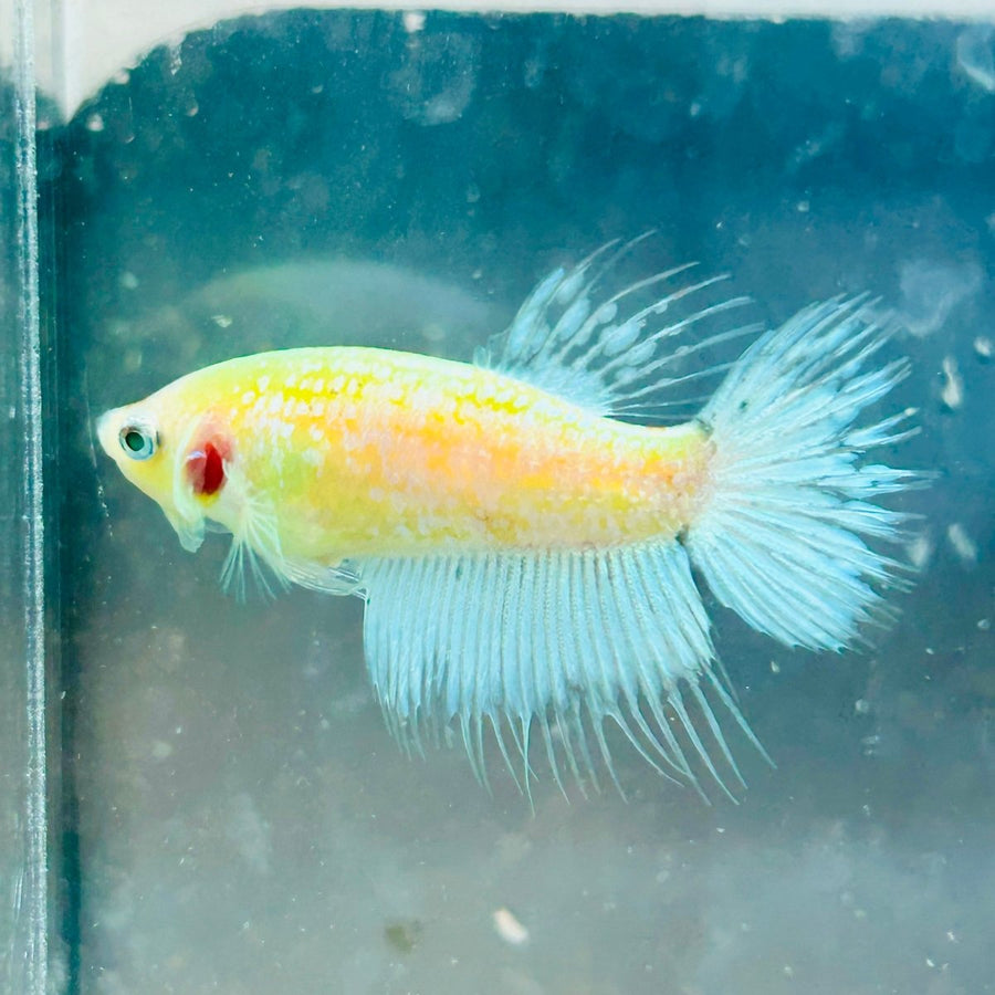 Crowntail Neon Green Female Betta Female betta
