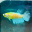 Crowntail Neon Green Female Betta Female betta