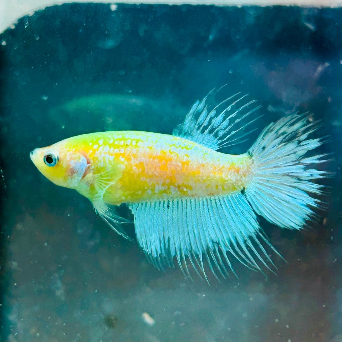 Crowntail Neon Green Female Betta