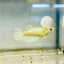 Crowntail Neon Green Female Betta Female betta