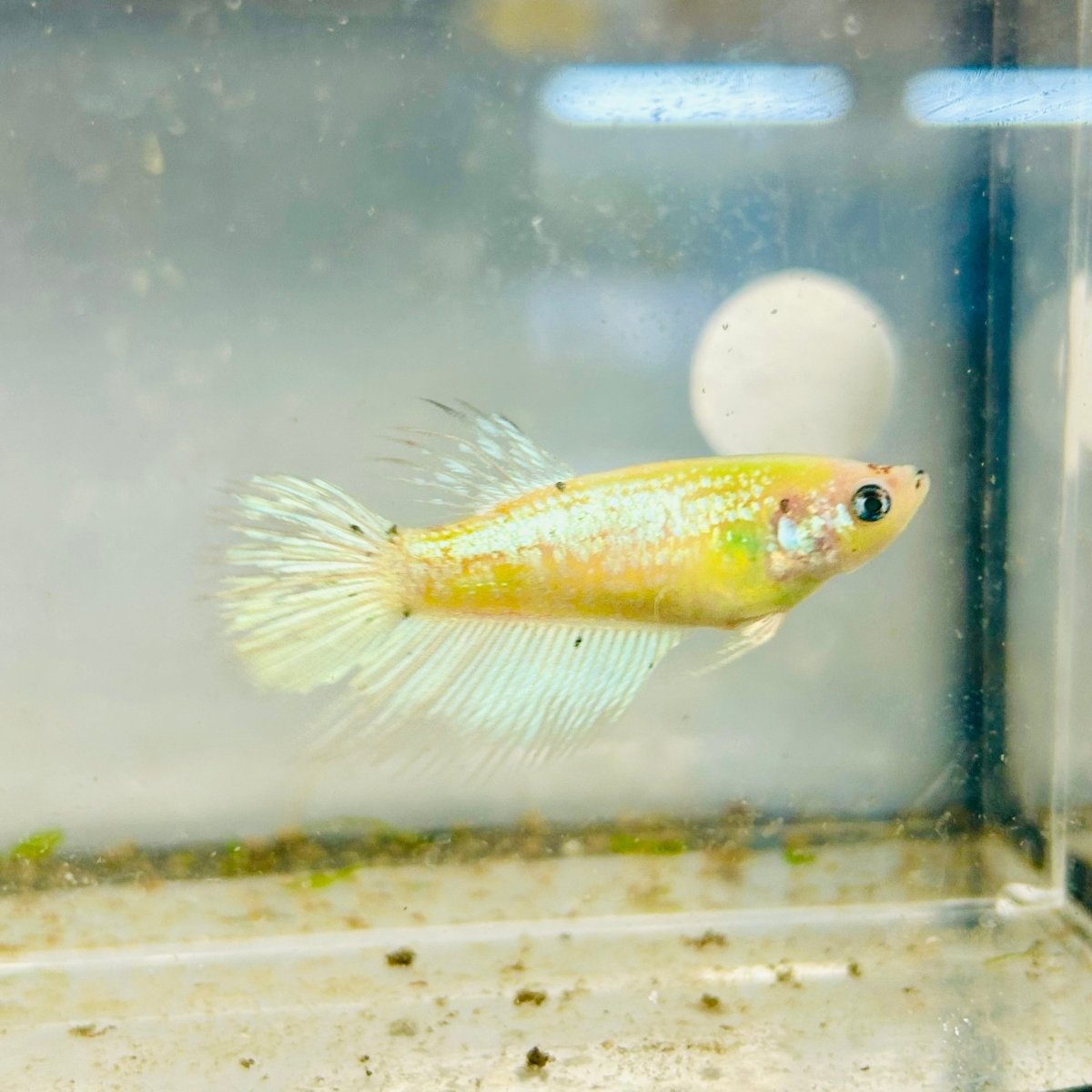 Crowntail Neon Green Female Betta