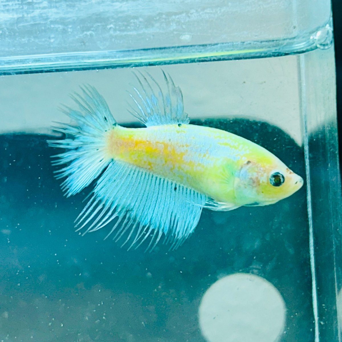 Crowntail Neon Green Female Betta