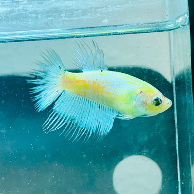 Crowntail Neon Green Female Betta Female betta