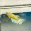 Crowntail Neon Green Female Betta Female betta