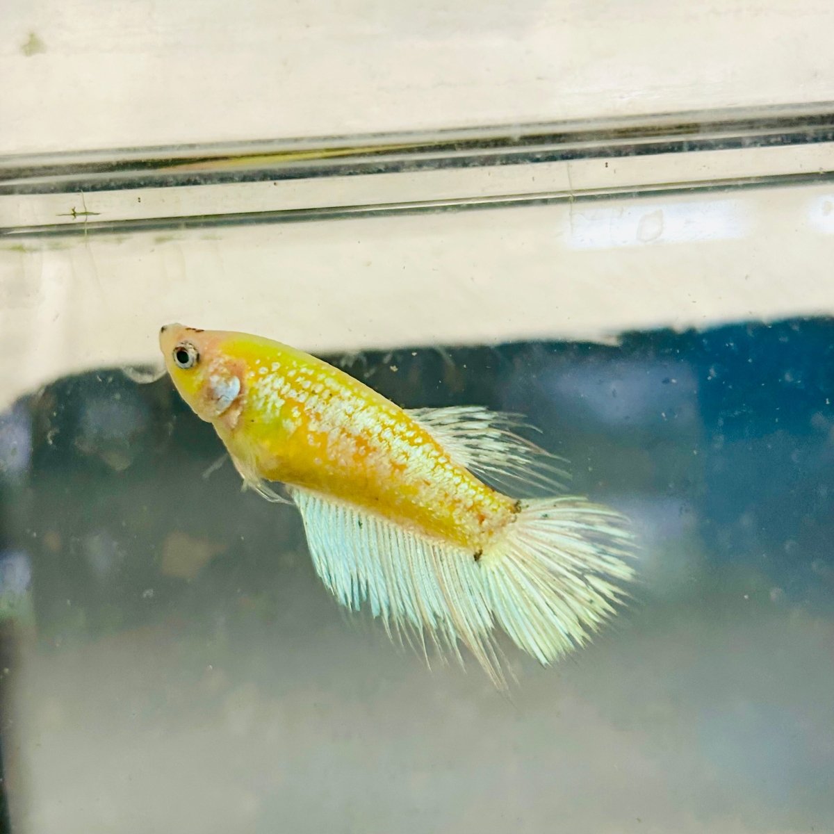 Crowntail Neon Green Female Betta