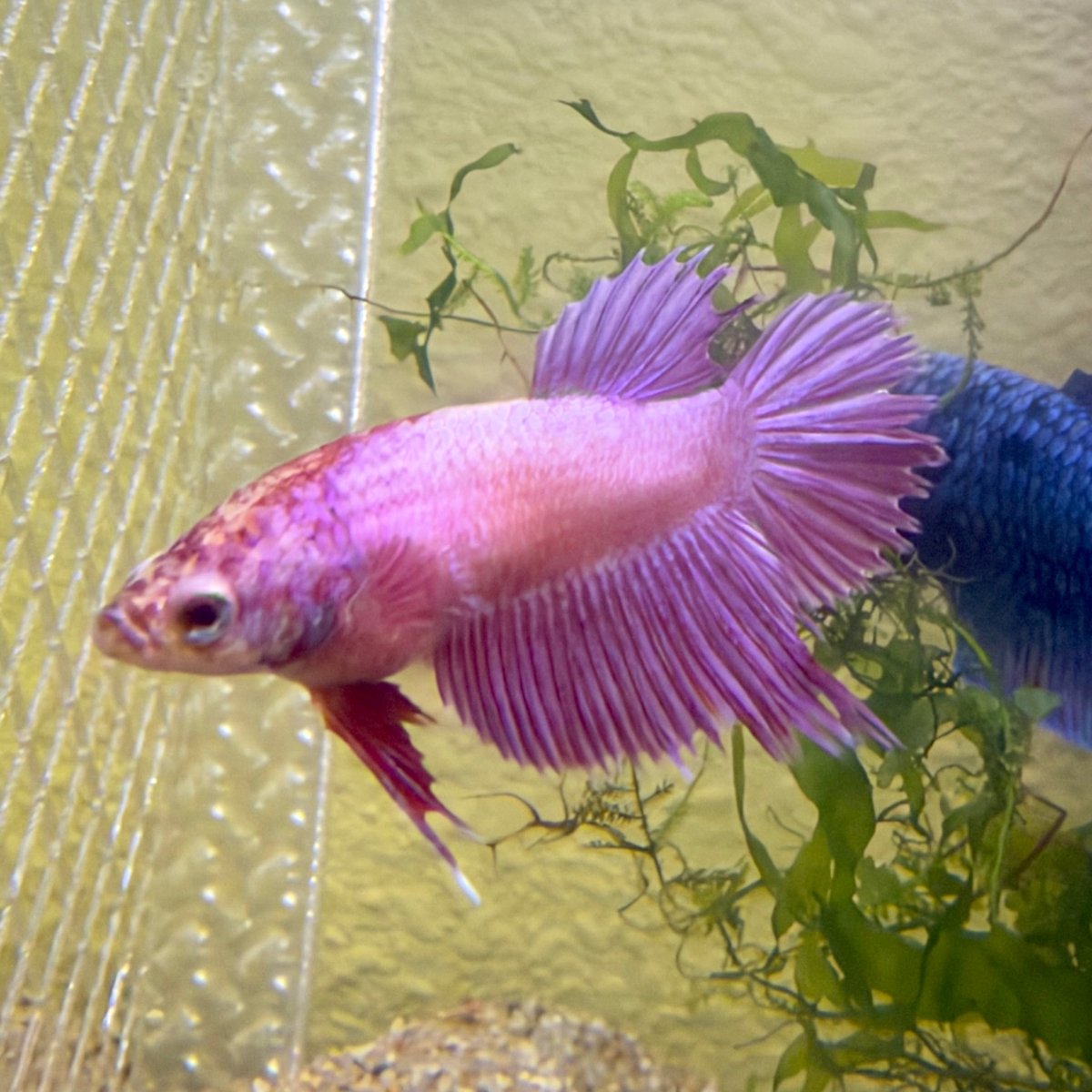 Crowntail Pink Female Betta