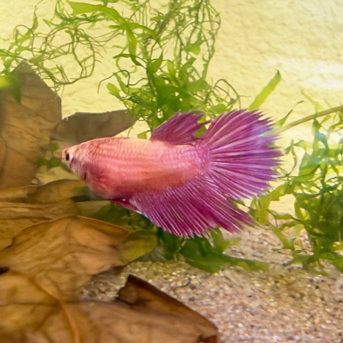 Crowntail Pink Female Betta